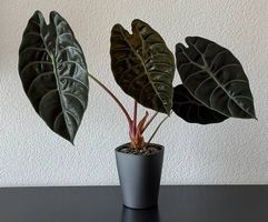 Alocasia x sedenii, 40cm, dunkle Blätter helle Adern