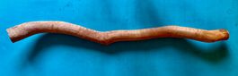 Australischer Eukalyptus-Didgeridoo-Rohling, Termitenhöhlung