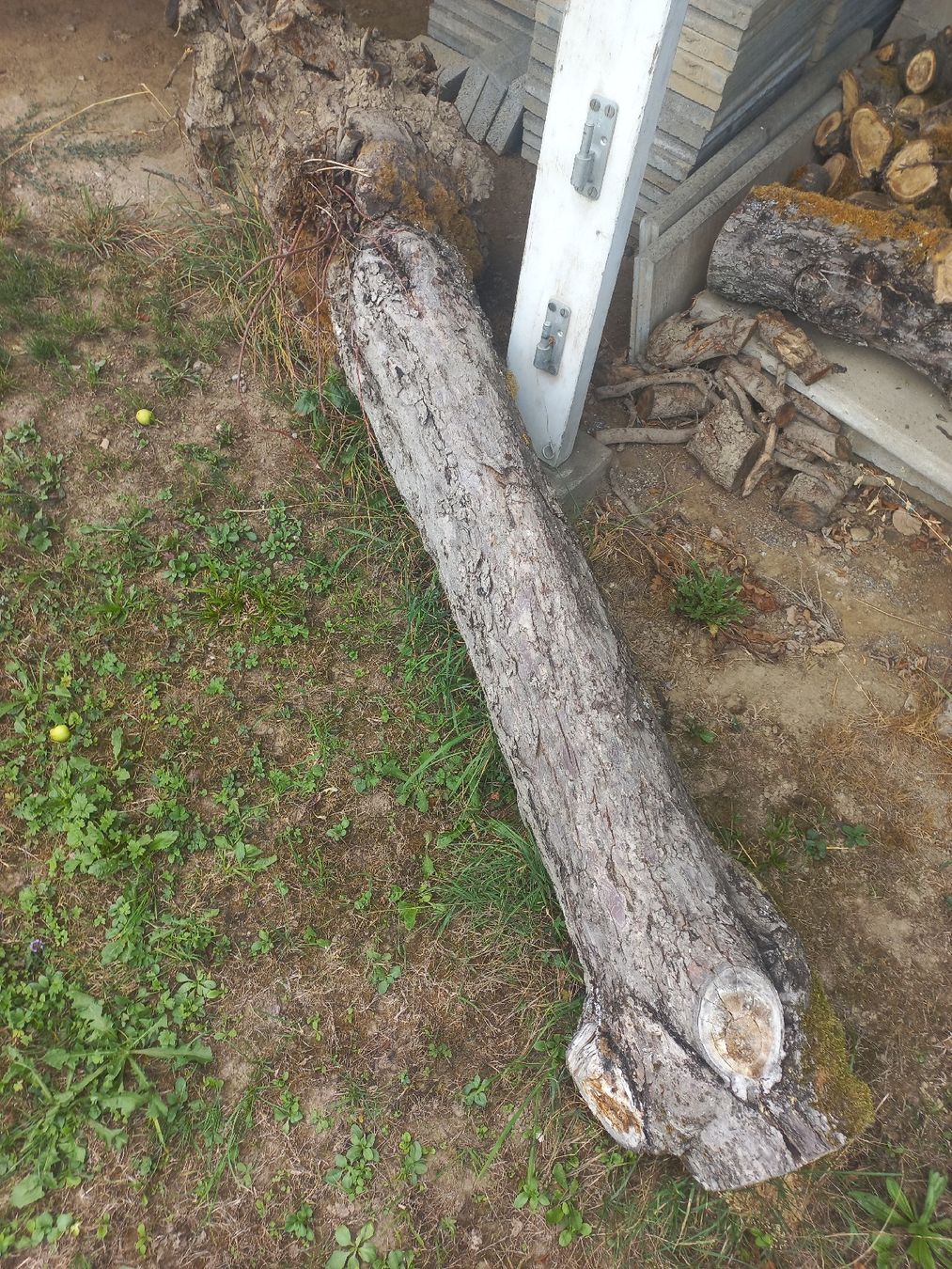 Articoli in legno: Apfelbaumstamm und Brennholz – Usato da Herzogenbuchsee venduto da Rohrzange