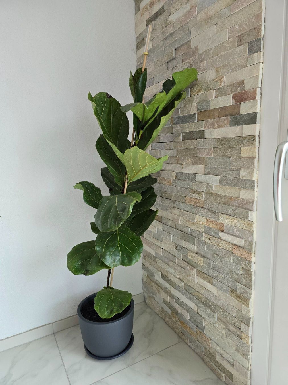 Piante & sementi: Geigenfeige (Ficus lyrata – Usato da Aarburg venduto da Glitzerschein