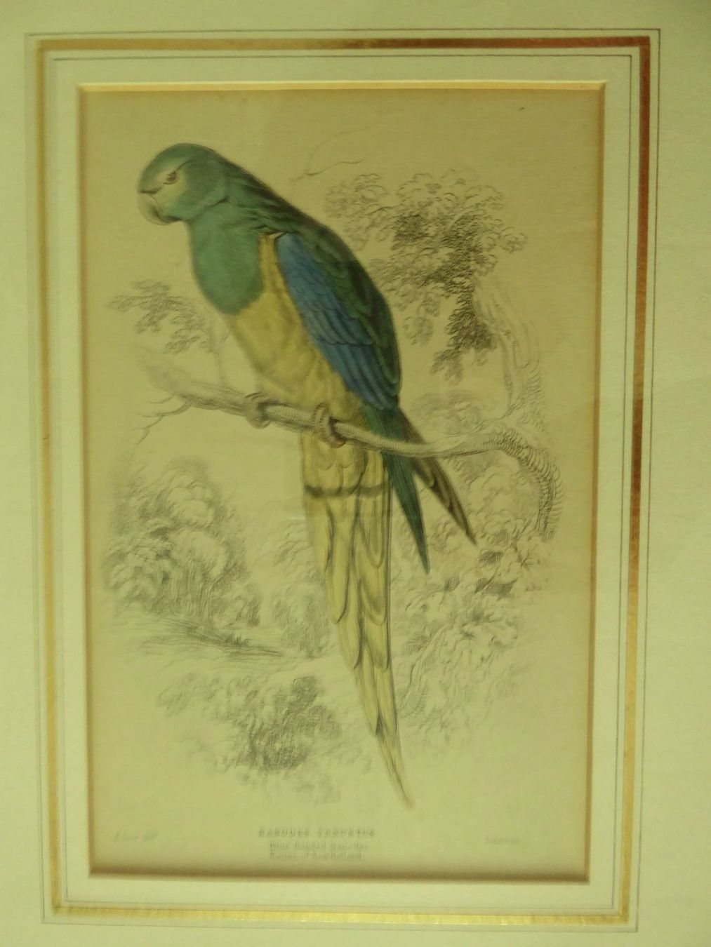 Arts picturaux & lithographies: Lithographie Nanodes Venustus – D'occasion à Zürich par Chaeffeler 2