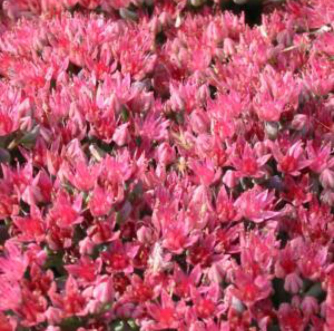 Piante & sementi: HYLOTELEPHIUM CAUTICOLA - KLIPPENSTEINPFEFFER – Nuovo (secondo la descrizione) da Buchs AG venduto da fischli610 2
