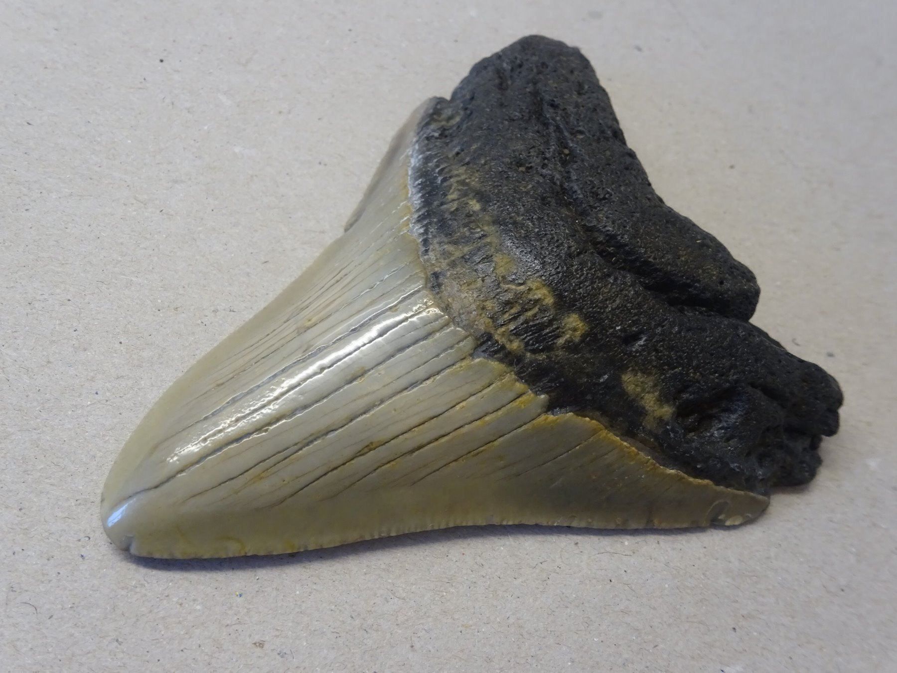 Fossili: Prähistorischer Haifischzahn – Usato da Esslingen venduto da eintagammeer 3