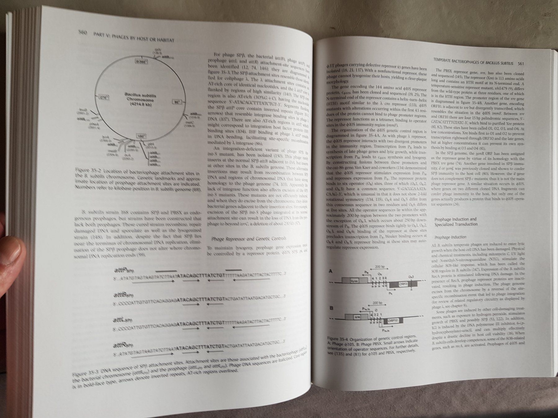 Libri: The Bacteriophages - Richard Calendar - 2. Edition - 2006 – Usato da Walterswil BE venduto da Lonitti 4