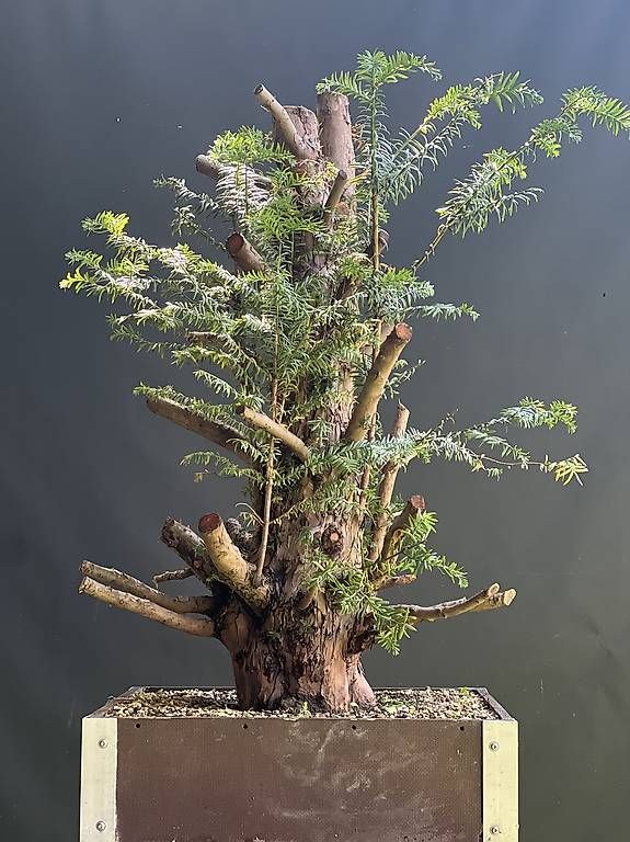 Piante & sementi: Bonsai Yamadori Rohling Eibe – Usato da Steckborn venduto da ben_gz56 2