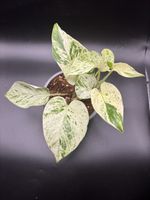 Epipremnum pinnatum Marble Queen (1-8)