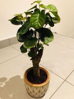 Seltene Bonsai 30 cm POLYCIAS GUILFOYLEI‪