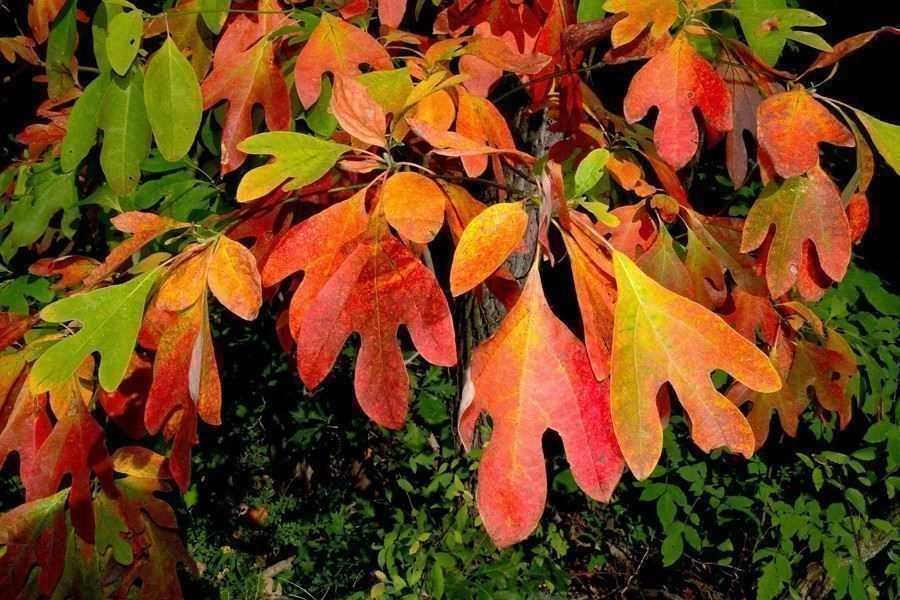 Piante & sementi: Laurier des Iroquois PLANT – Nuovo (secondo la descrizione) da Bremblens venduto da FIBONACCI369