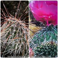 Opuntia Polyacantha Bernalillo - winterharter Kaktus