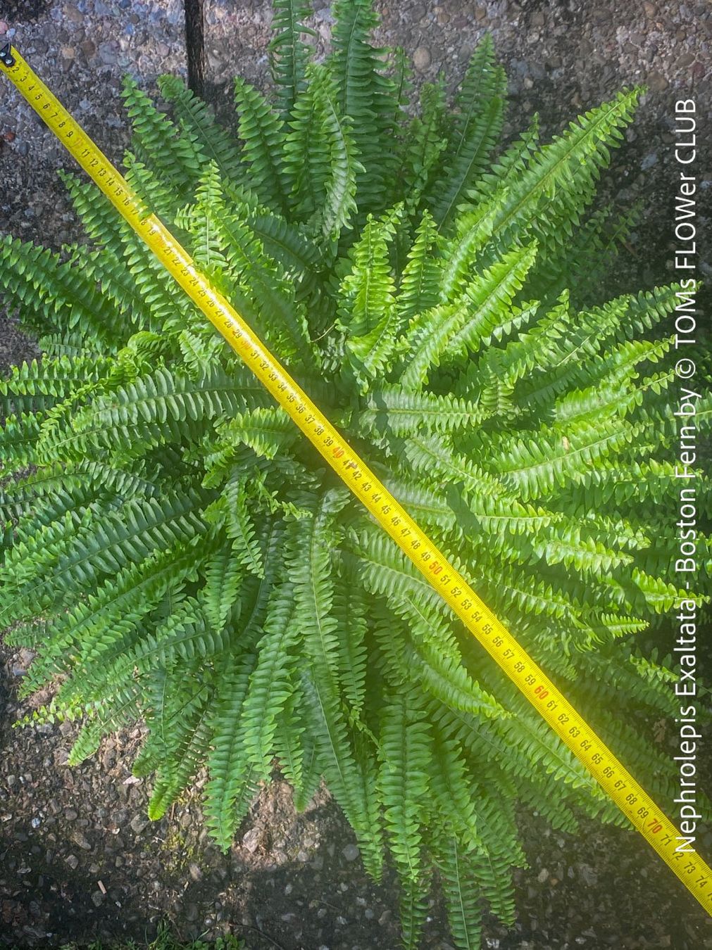 Piante & sementi: Nephrolepis Exaltata - Bostonfarn mit 70cm Durchmesser – Nuovo e nell'imballaggio originale da Adliswil venduto da astom369 3