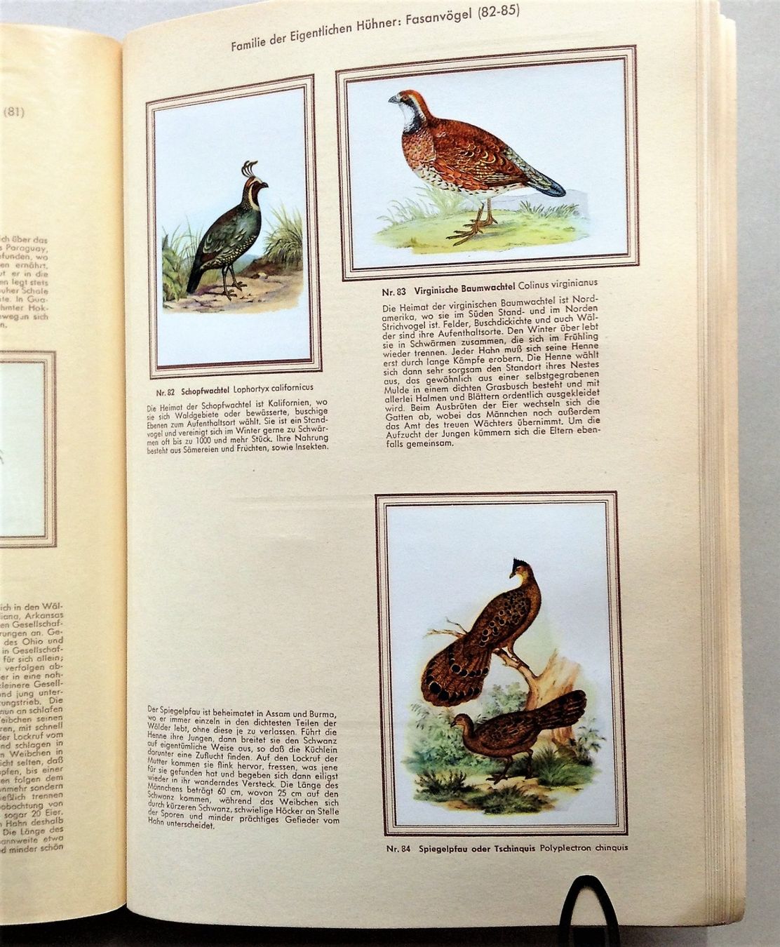 Libri: Buch: Bunte Vögel aus aller Welt – Usato da Alpnach Dorf venduto da MZ001 7