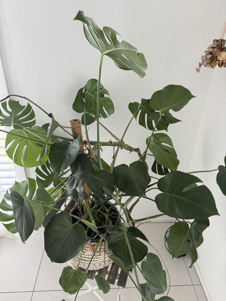 Plantes & graines: Grosse Monstera delicioso – D'occasion à Emmenbrücke par con_22xh 1