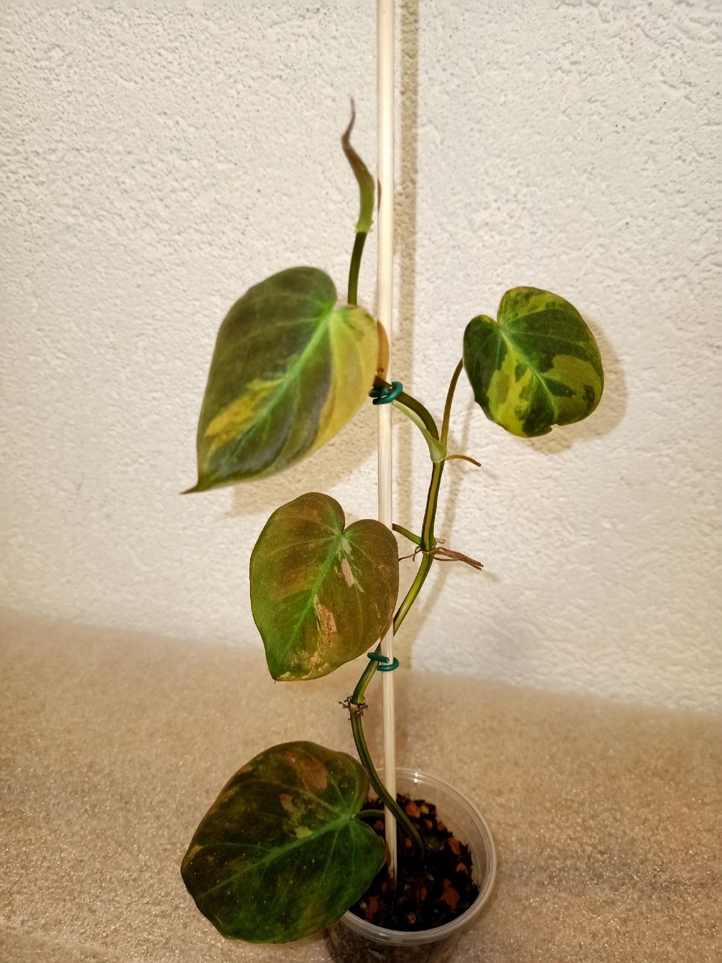 Pflanzen & Samen: Philodendron Micans Variegata – Neu (gemäss Beschreibung) aus schöftland von UniquePlants
