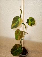 Philodendron Micans Variegata