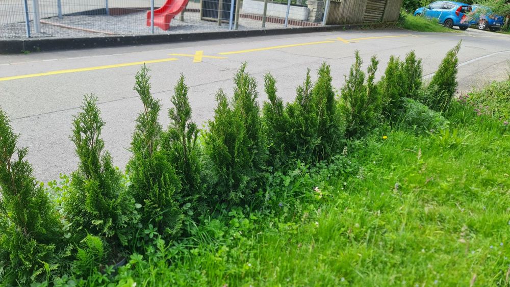 Lebensbäume Thuja im Topf 95110 cm hoch Kaufen auf Ricardo