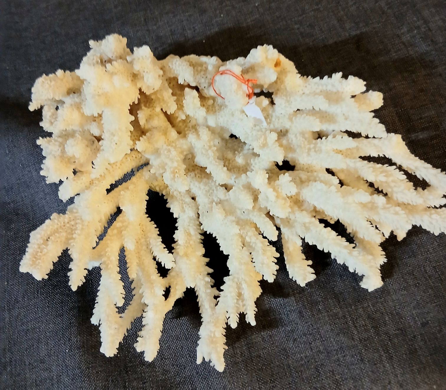Fossili: Beau bloc de corail blanc  – Nuovo (secondo la descrizione) da LE MONT-SUR-LAUSANNE venduto da CHOCO04