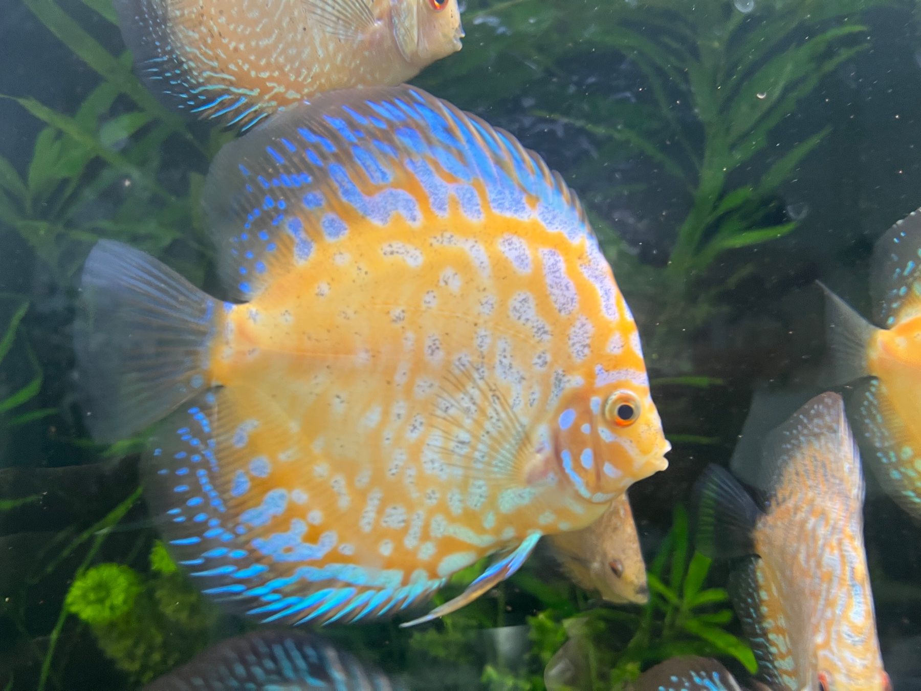 Aquarium: Discus - Diskus – Gebraucht aus Besazio von ale_t6x8