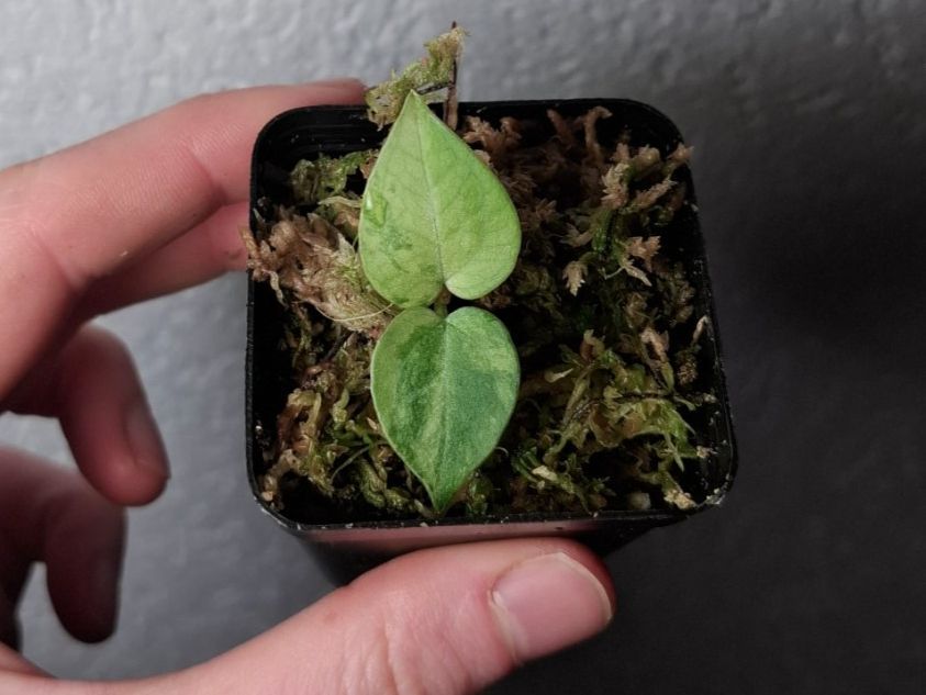 Piante & sementi: Anthurium crystallinum variegata aurea – Usato da Hausen AG venduto da Pflaenzlioase