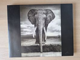 Nick Brandt : A Shadow Falls