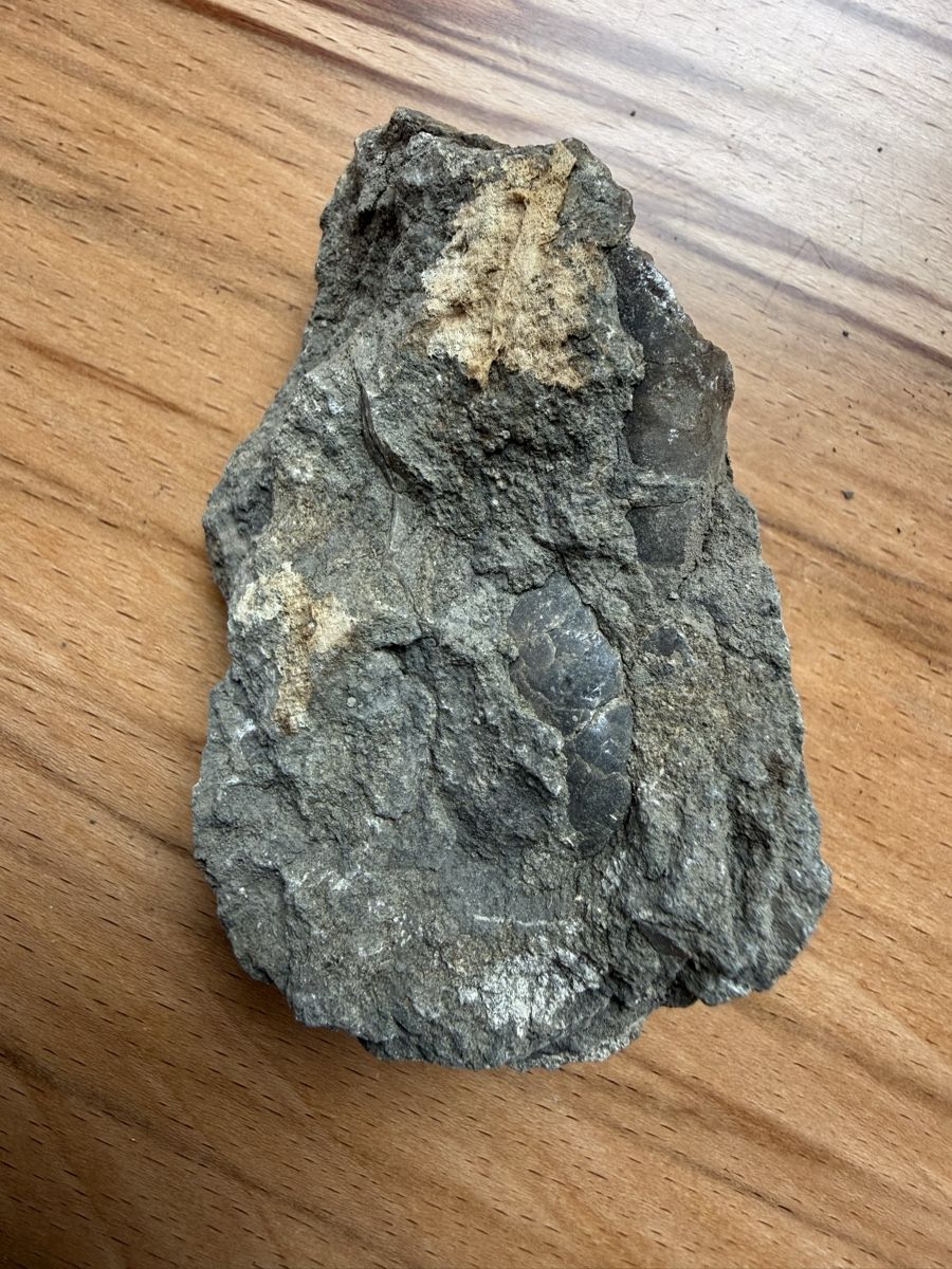 Fossilien: Versteinerte Auster – Gebraucht aus Grenchen von Bastet007 6