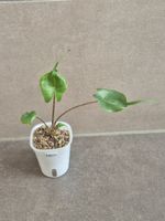 🌿 Junge Alocasia Stingray #2🌿