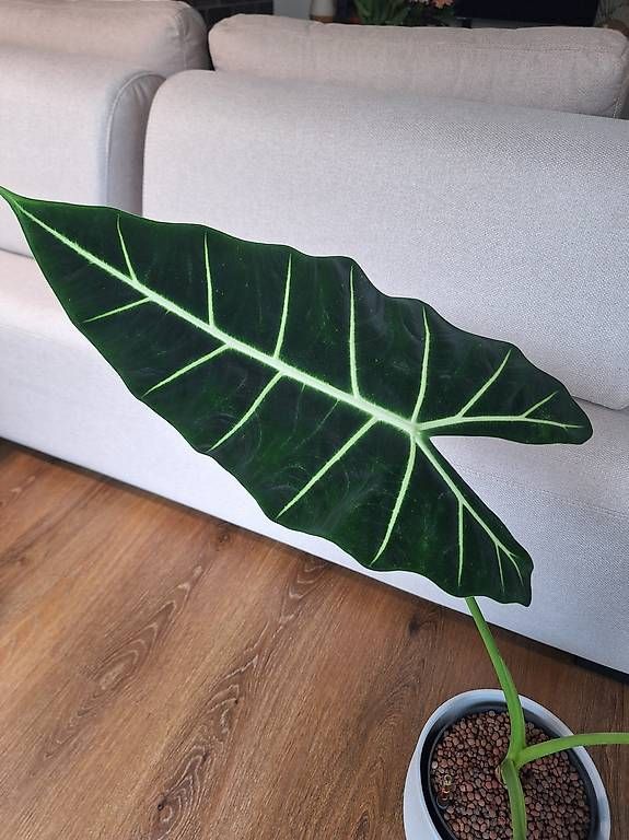 Pflanzen & Samen: Alocasia – Neu und originalverpackt aus Winterthur von fam_hx 4