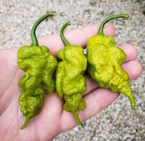 Pflanzen & Samen: T-Rex Mustard - Capsicum chinense - 10 Samen – Neu und originalverpackt aus Sumiswald von Cham14559 2