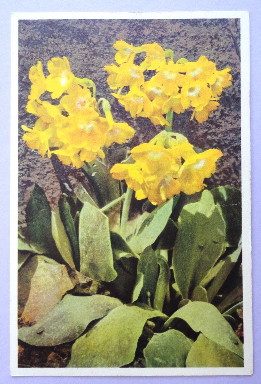 Cartes postales: Primula auricula – Défectueux à Fétigny par Billy2miny