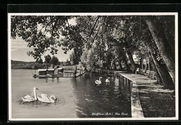 AK Pfäffikon, Schwäne am Quai, 1932