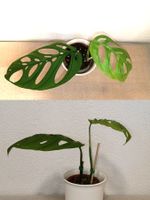 Monstera Esqueleto