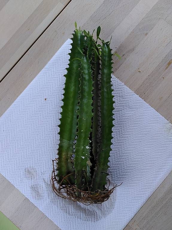 Plantes & graines: Kaktusstecklinge – D'occasion à Bern par Carett