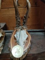 Trophée de chasse chevreuil avec médaille 1er prix 1998