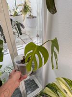 Monstera Deliciosa Sierrana