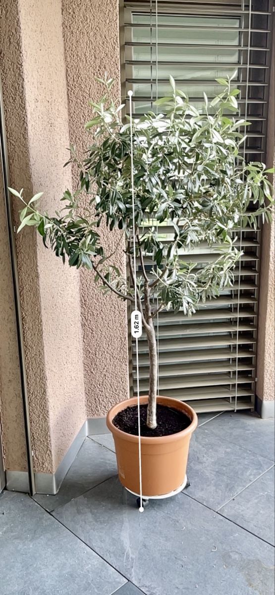 Plantes & graines: Olivenbaum im Topf ca. 1.60m hoch  – D'occasion à Wallisellen par Suba34 4