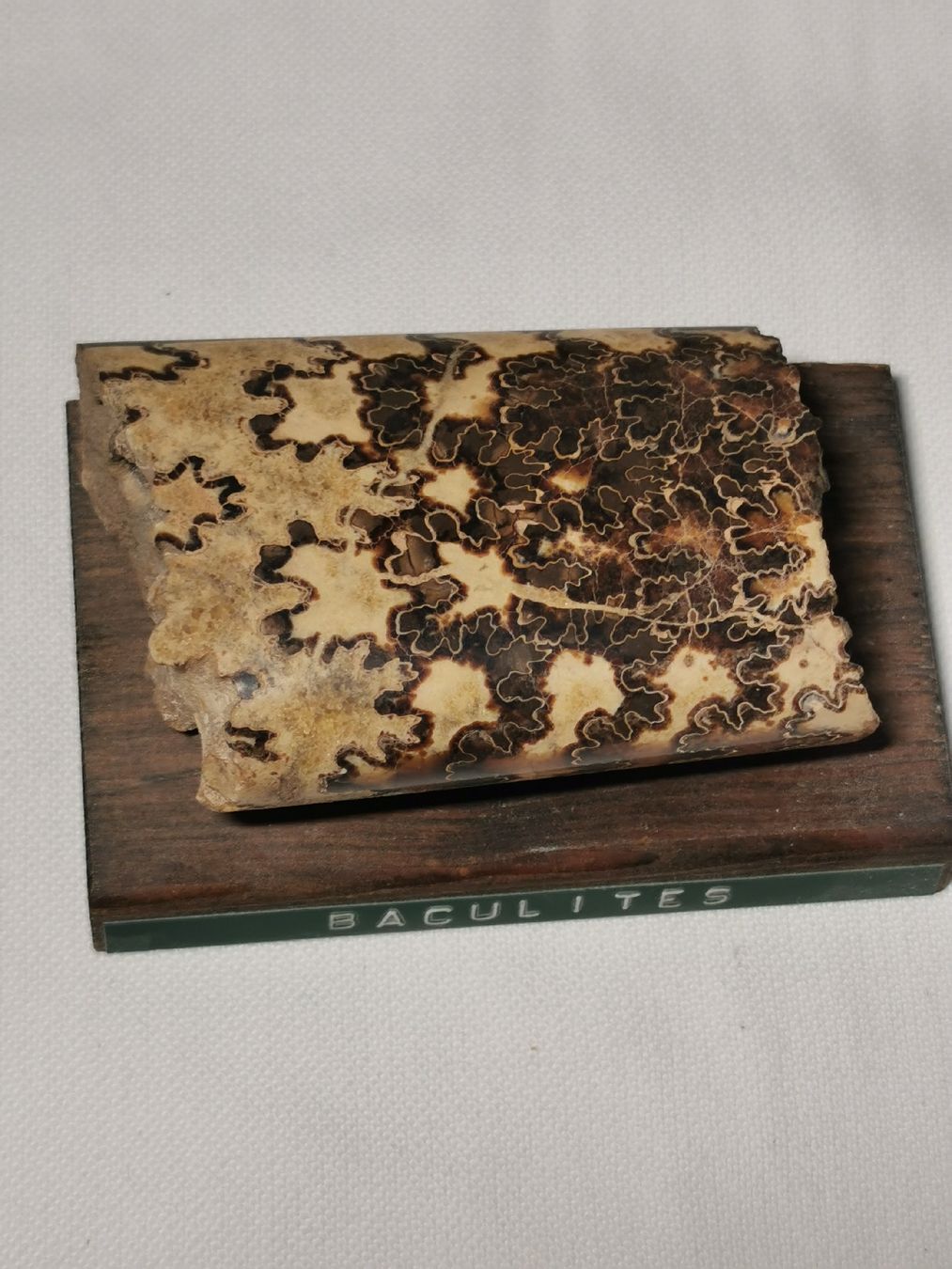 Fossili: Baculites fossil – Usato da Basel venduto da Treasurehunter