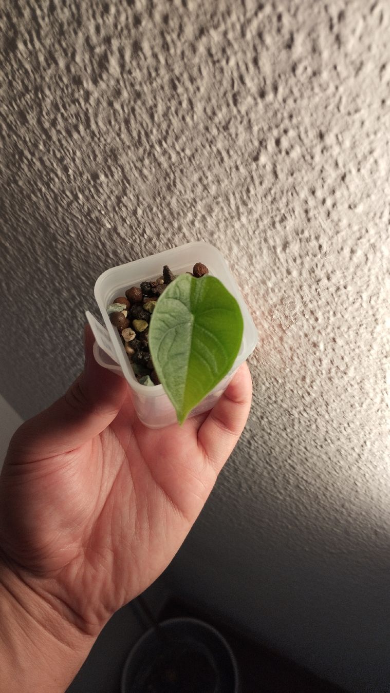 Piante & sementi: Alocasia Melo 🌱 – Nuovo (secondo la descrizione) da Zürich venduto da nik_2qzj