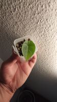 Alocasia Melo 🌱