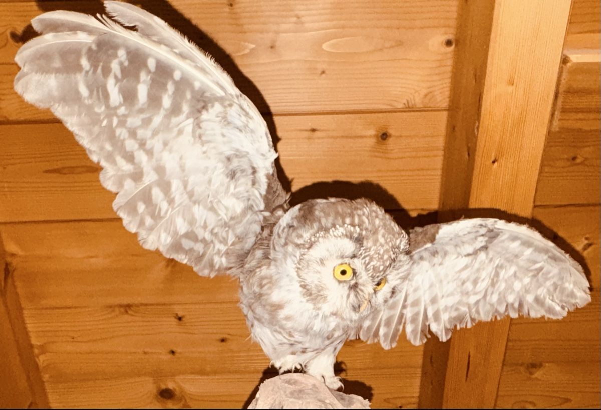 Il mondo degli animali: Civetta tassidermizzata su ramo, decorazione. – Usato da Volketswil venduto da mau_9pxs 3