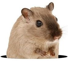 🐭 Hol dir den niedlichen Hamster-Aufkleber! 🐭💫