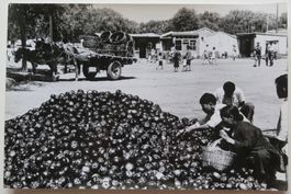 Erh. Hürsch 1 Foto um 1975, China: Verkauf Gemüse ab Platz
