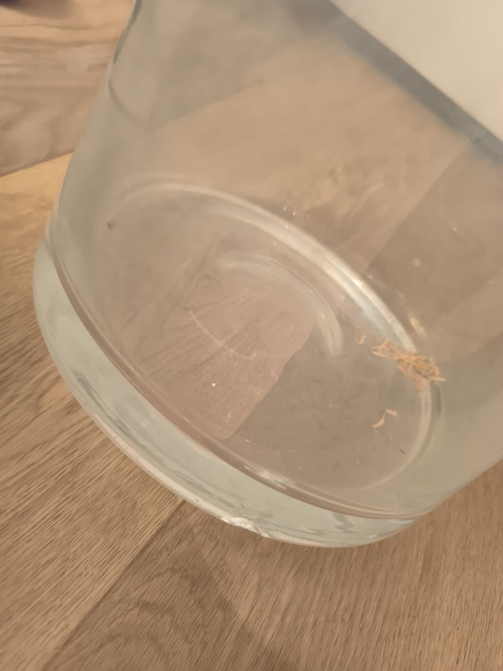 Vasi & Recipienti: Elegante Glasvase  – Usato da Toffen venduto da Larissyy 4