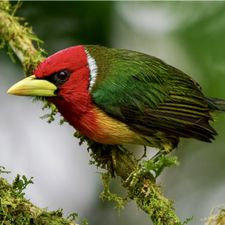 Profile image of curucui88