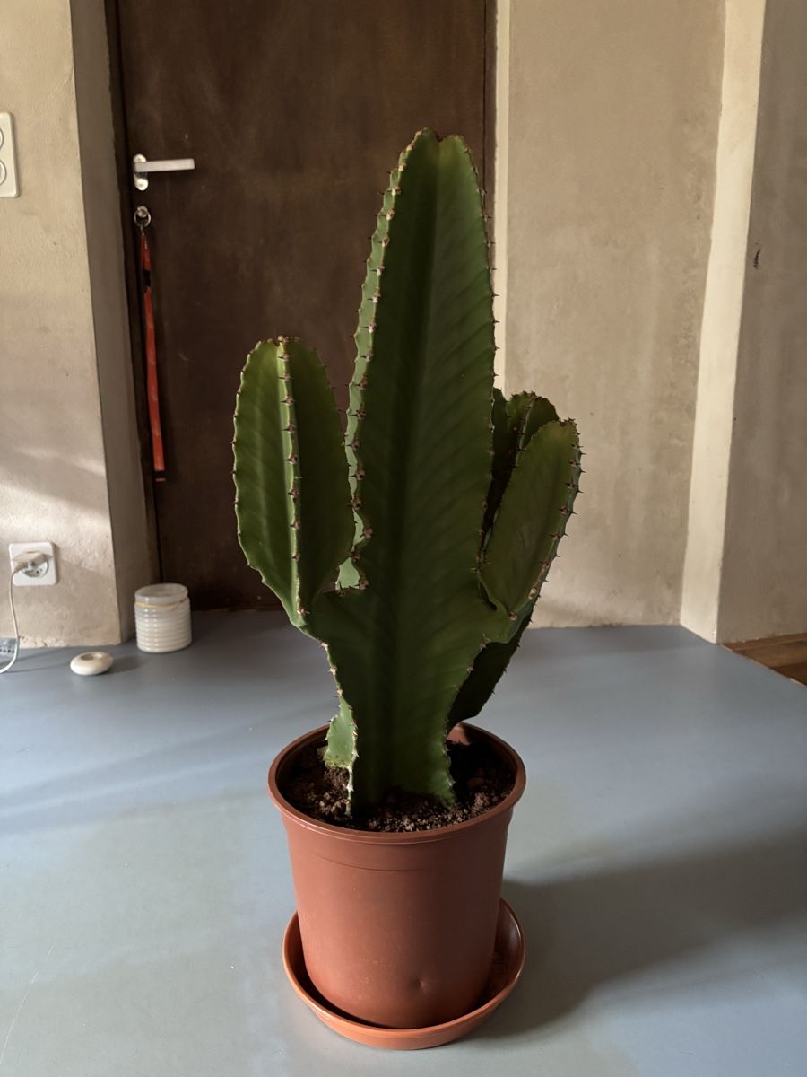 Plantes & graines: Cactus in vaso, pianta da interno cm 55 – D'occasion à Muzzano par mhf_zrj6