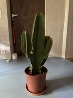 Cactus in vaso, pianta da interno cm 55