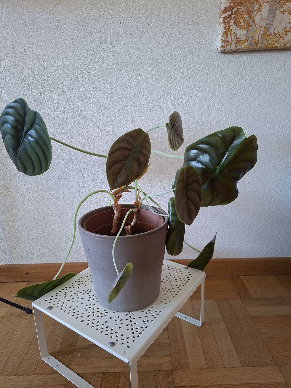 Piante & sementi: Alocasia cuprea red – Usato da Urdorf venduto da jen_5zgb