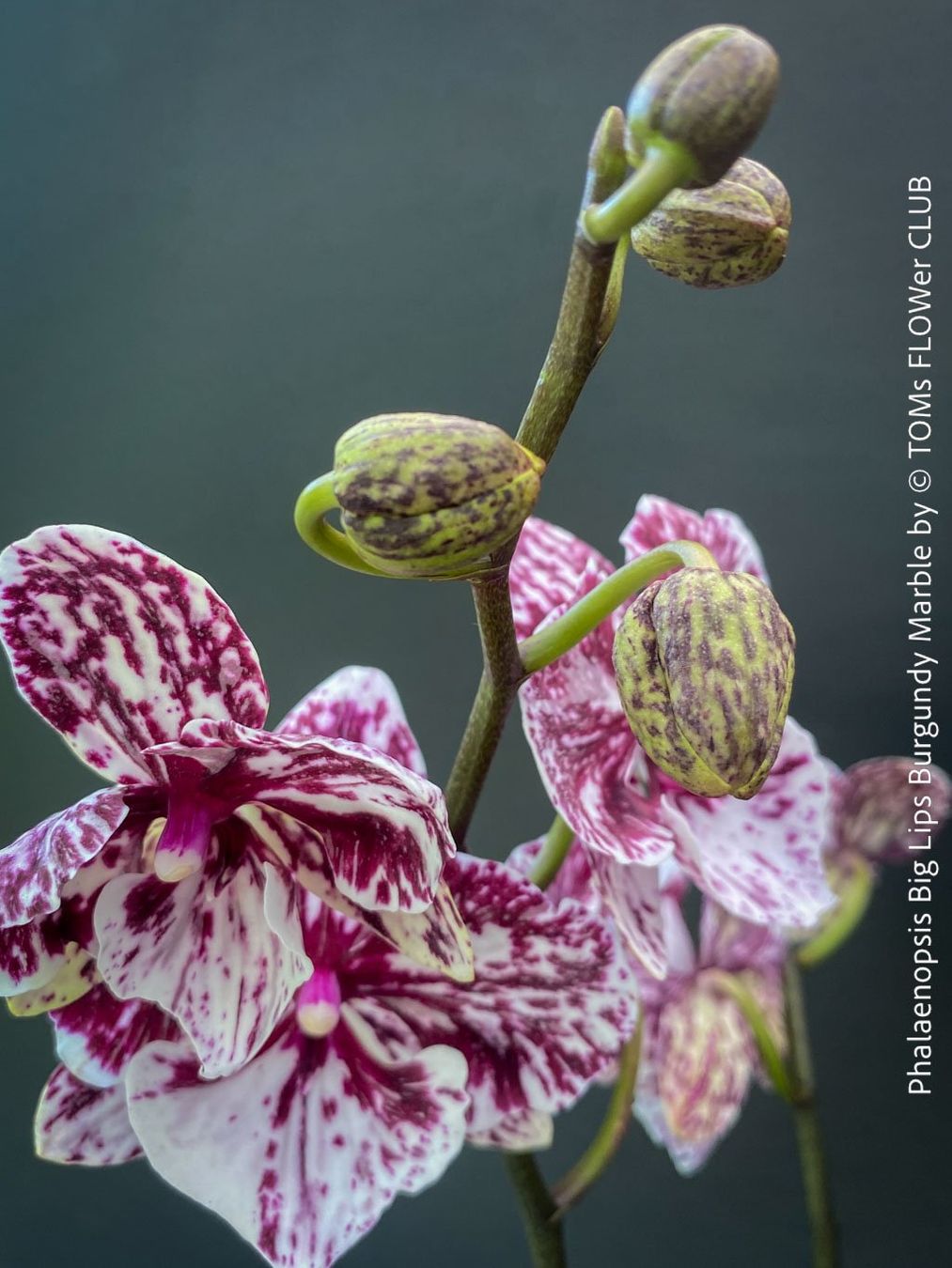 Piante & sementi: Phalaenopsis Burgundy Marble - einzigartige Blütenfarbe – Nuovo e nell'imballaggio originale da Adliswil venduto da TAKEYOURPLANT 3