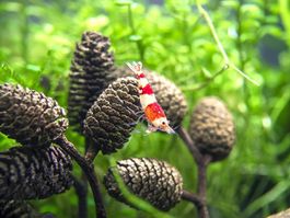 Erlenzapfen für das Aquarium – mehrere Stück