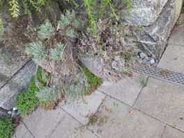 Lavendel in zwei Pflanzentöpfen grau