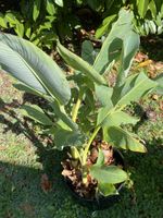 Topf mit vielen goldenen Lotusbananen zum Vereinzeln Banane