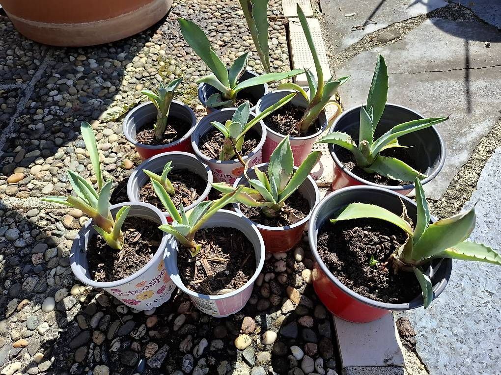 Plantes & graines: Agave – D'occasion à Siegershausen par Dragauner69